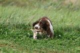 SPRINGER SPANIEL 048